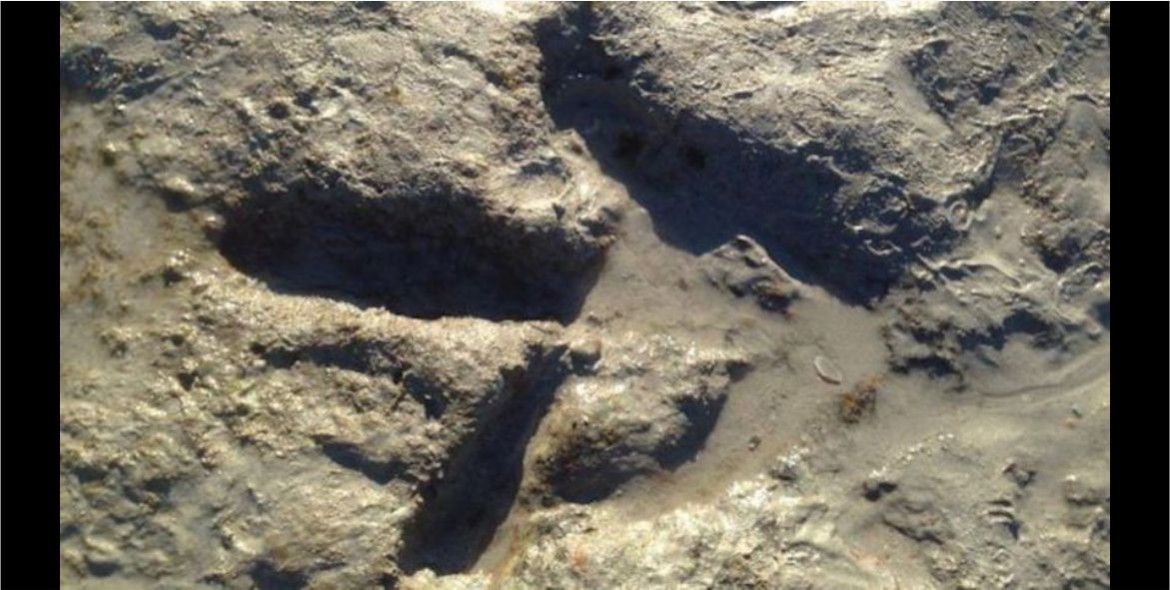 Encuentran huellas de dinosaurio en una playa