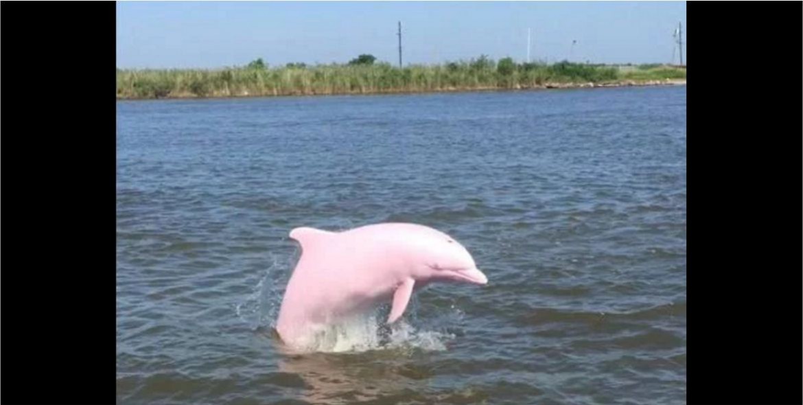 #Video hermoso delfín rosado de Luisiana