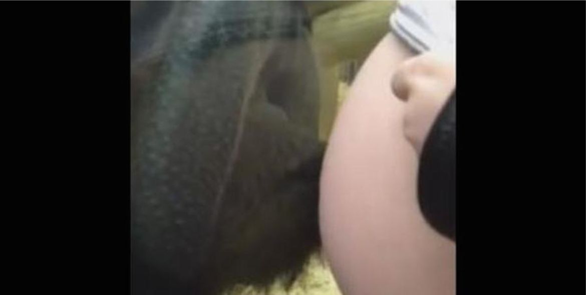 Orangután besa la panza de una mujer embarazada