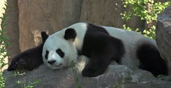 Panda se vuelve famoso tras ataque de estornudos
