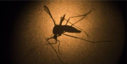 Primer caso en México de Guillain-Barré por Zika