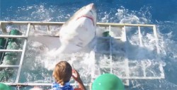 Tiburón blanco entró a la jaula de un buceador