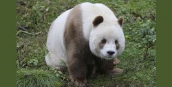 El pandita más tierno en el mundo ¡es marrón!