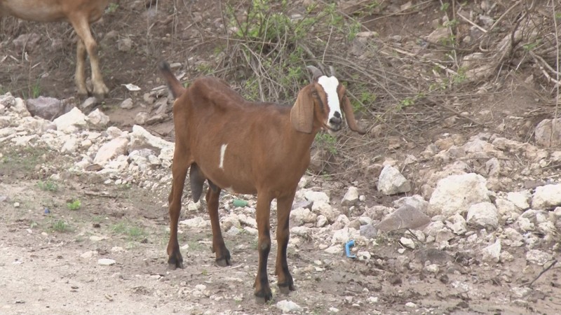 Son sacrificadas las 400 cabras afectadas con Brucelosis