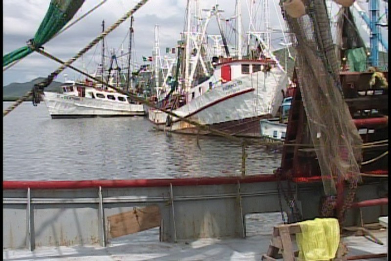 Pescadores esperan que mejore la producción de camarón en altamar