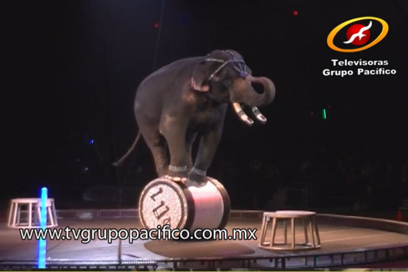 Prohibición de circos con animales obliga al sacrificio de las especies