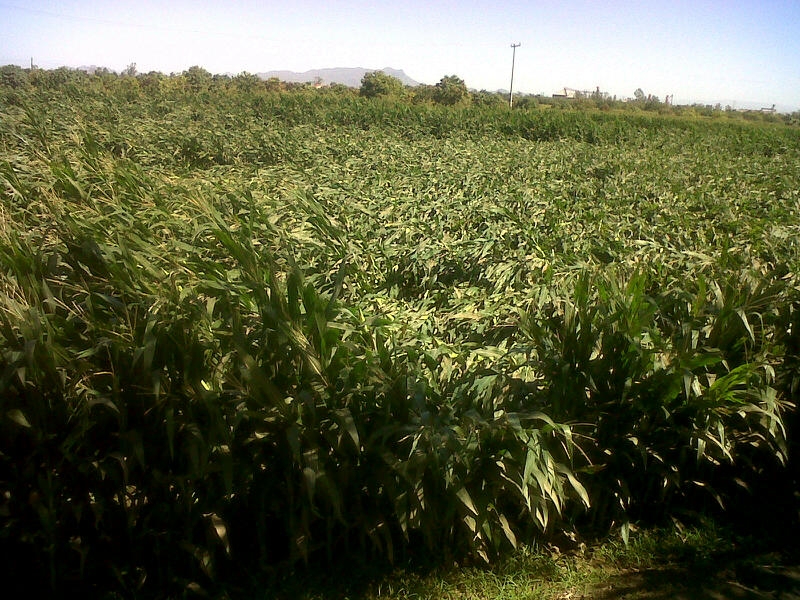Sin apoyos reales, siembras de maiz podrian irse a las 500 mil hectáreas