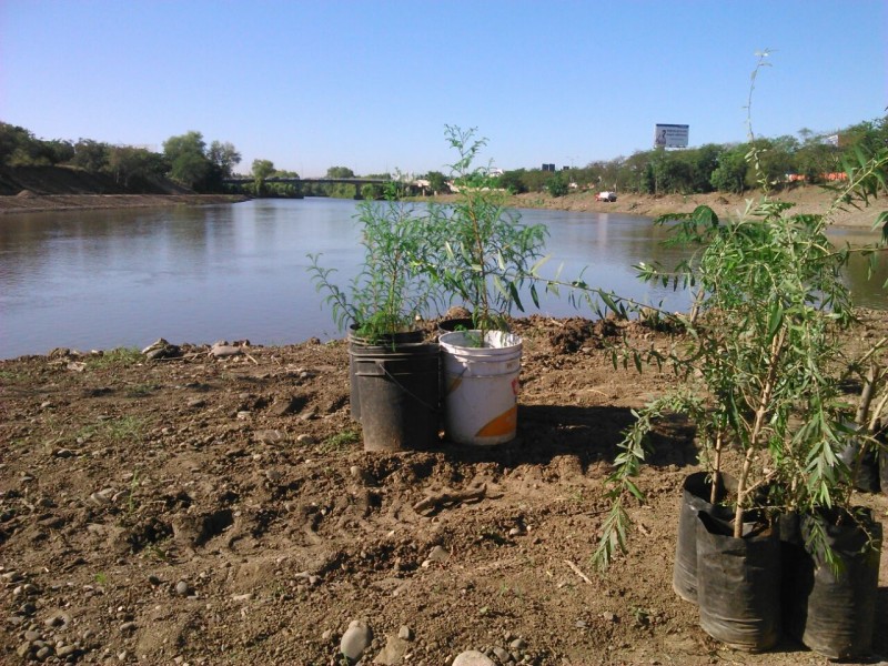 Reforestaran riberas de ríos en Culiacán