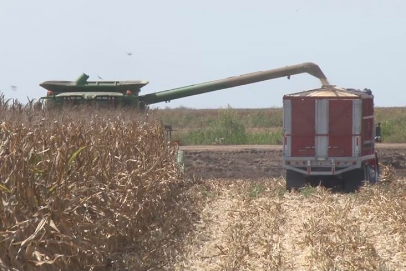 Preocupa a productores lento avance en programa de pagos de apoyos