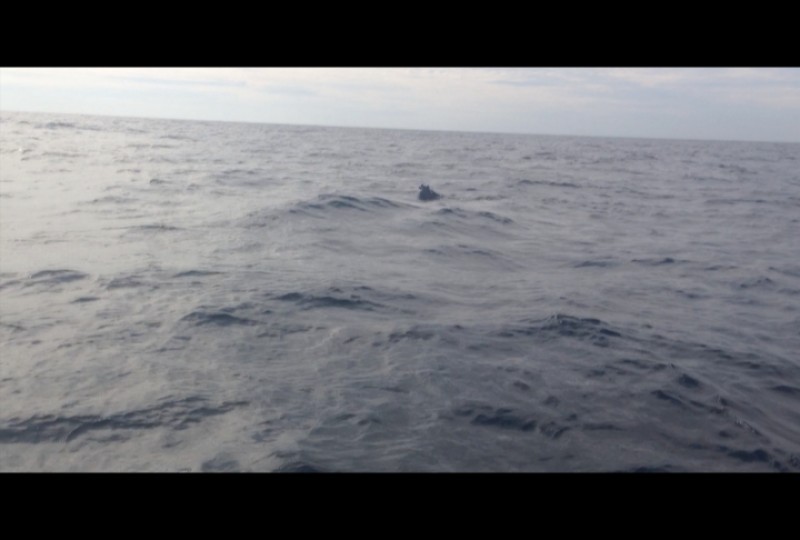Profepa libera lobo marino rescatado en Puerto Vallarta
