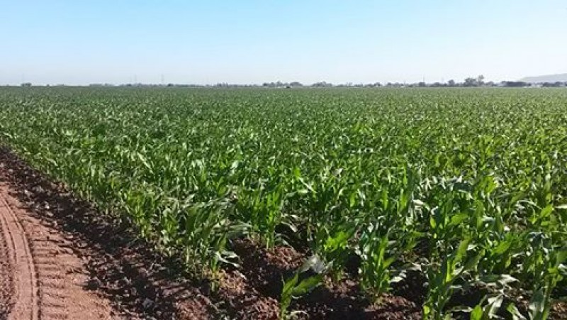 Evalúan daños en cultivos del norte de Sinaloa por las bajas temperaturas