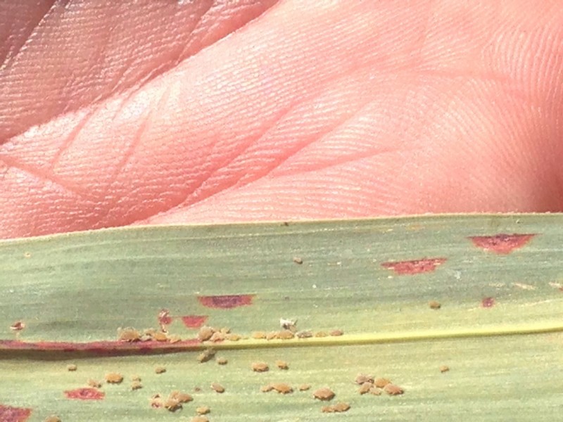 Alertan a productores de sorgo sobre alta infestación de pulgón amarillo