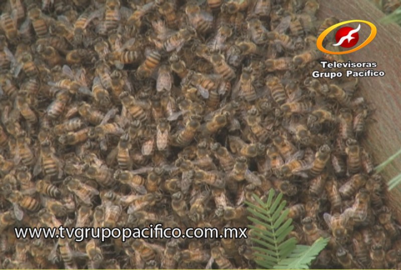 Exhortan a no molestar a las abejas