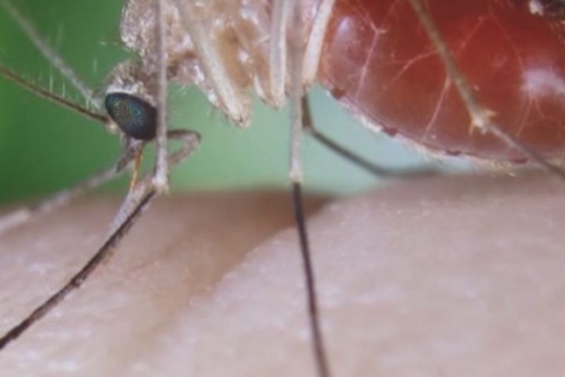 3 casos más sospechosos de chikungunya en Sinaloa