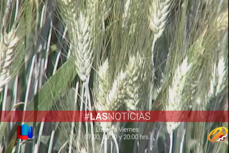 Publica SAGARPA incentivos para cultivos