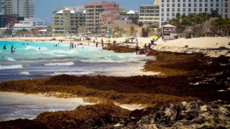 Pierde mar de Quintana Roo azul turquesa por algas