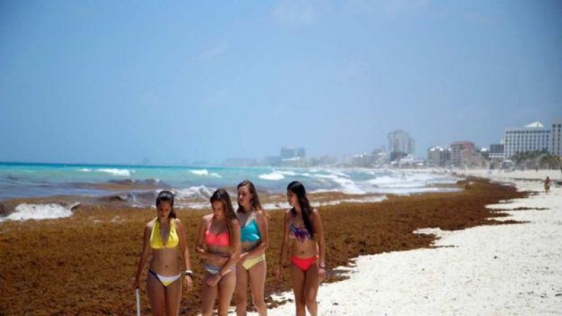 Limpian y limpian playas de Quintana Roo y el sargazo no cede