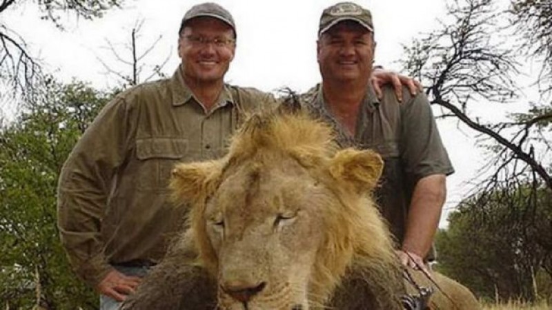 Matan al león más querido de Zimbabue