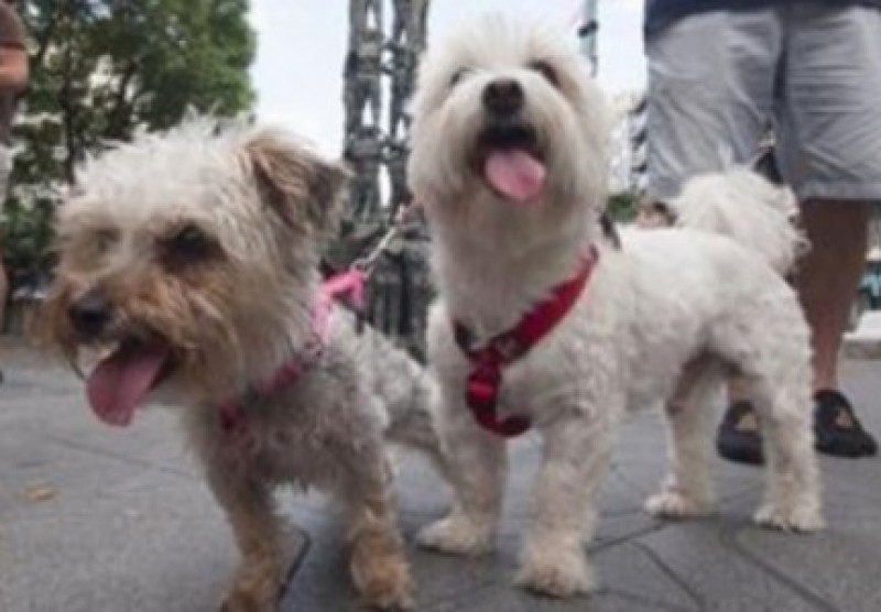 Empresa busca generar energía con heces de perros en el DF...