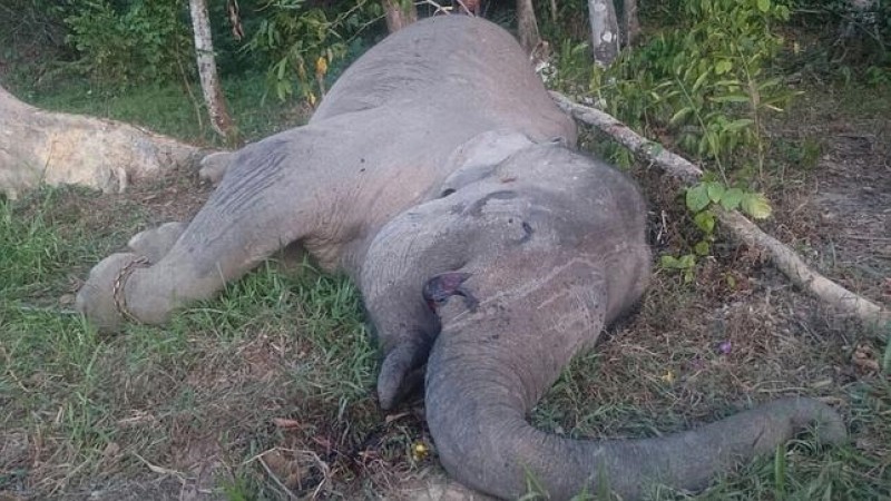 La muerte del elefante Yongki incendia las redes sociales