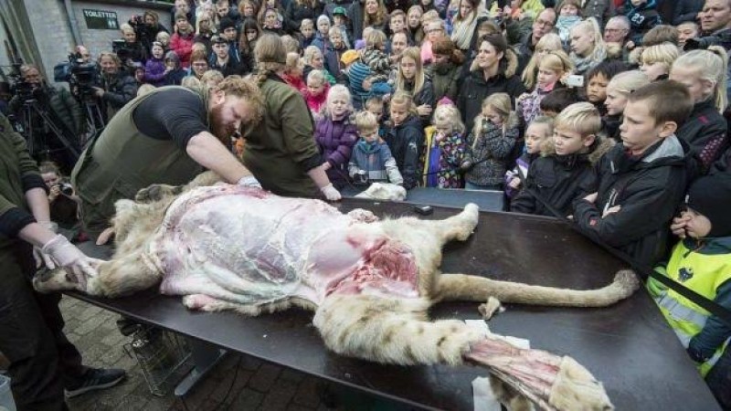 Zoo danés disecciona a un león en público, pese a protestas