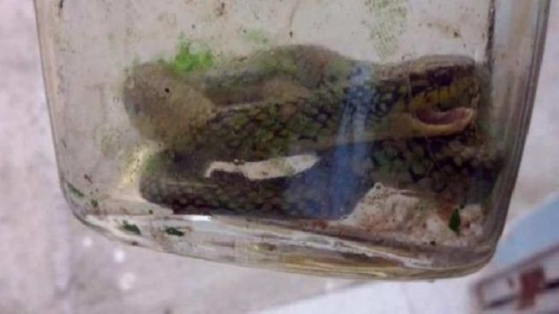 Niño de un año mata serpiente a mordiscos