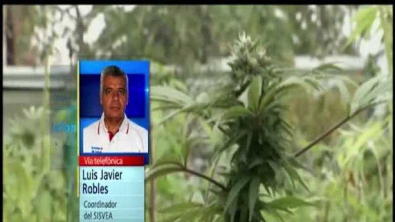 Marihuana traerá problemas similares al consumo de alcohol y tabaco: SISVEA