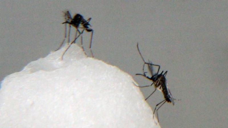 México en alerta ante el virus del zika: SSA