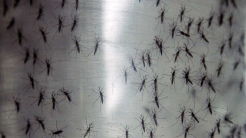Confirma SSA dos casos más de virus zika en el país