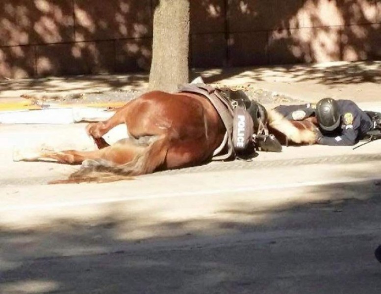 Conmovedora imagen de un policía consolando a su caballo herido de muerte