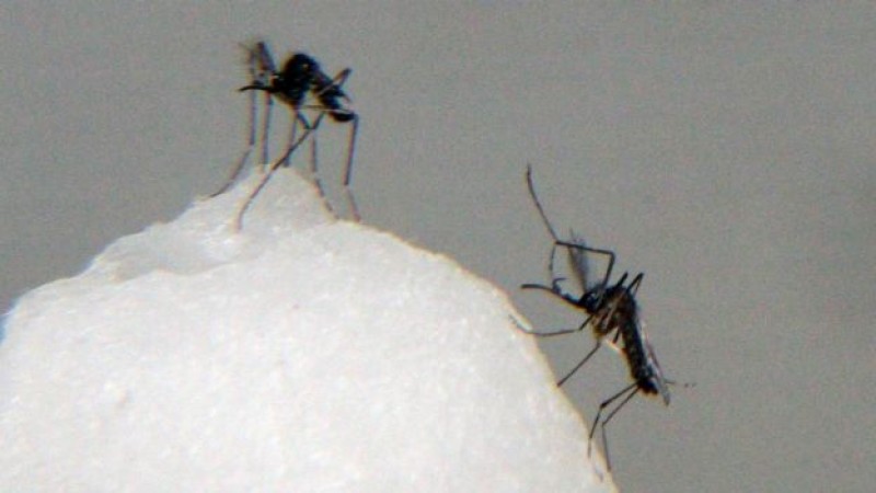 México, primer país en aprobar vacuna contra dengue