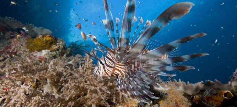Las altas temperaturas ralentizan el desarrollo de los peces de arrecifes coralinos