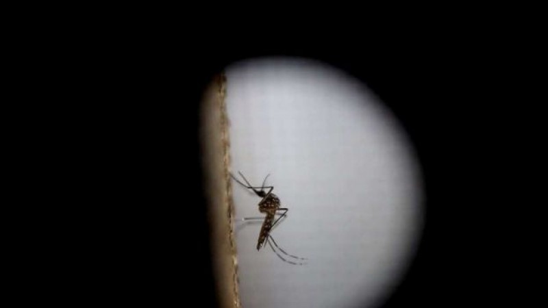 La OMS crea una Unidad de Respuesta Global contra el zika