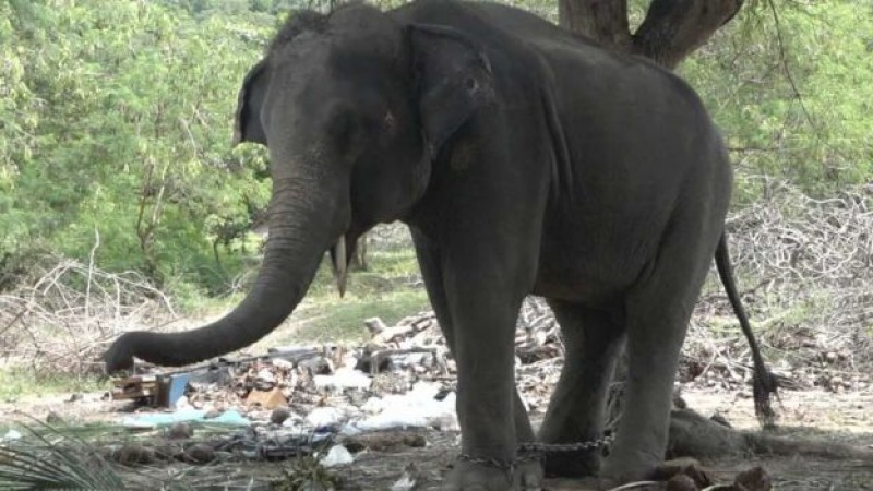 Elefante arroja a turista y lo mata con el colmillo en Tailandia