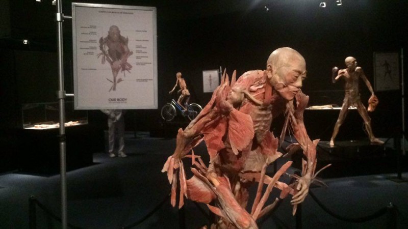 Asombrosa exposición de cuerpos humanos en Mazatlán