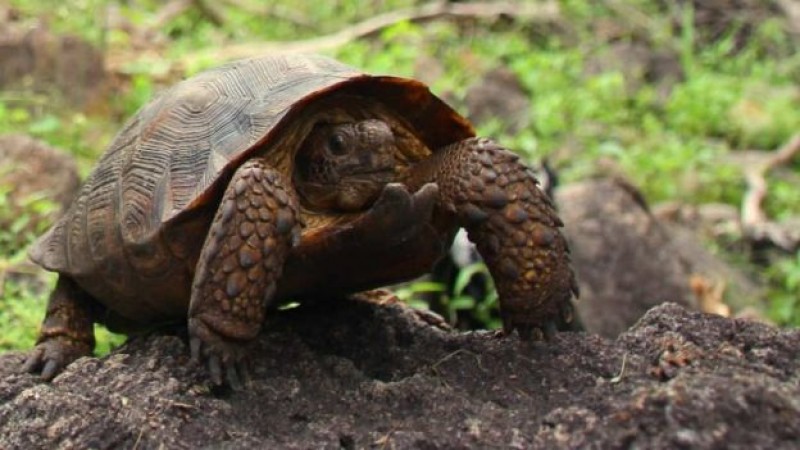 Descubren nueva especie de tortuga en Sonora