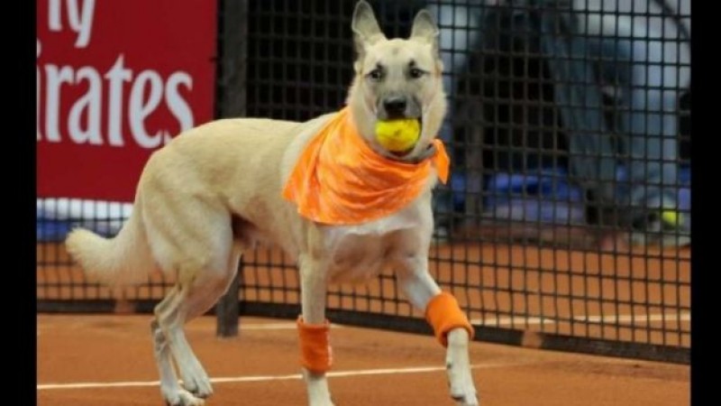 Perros recogepelotas se roban el show de tenis en Brasil
