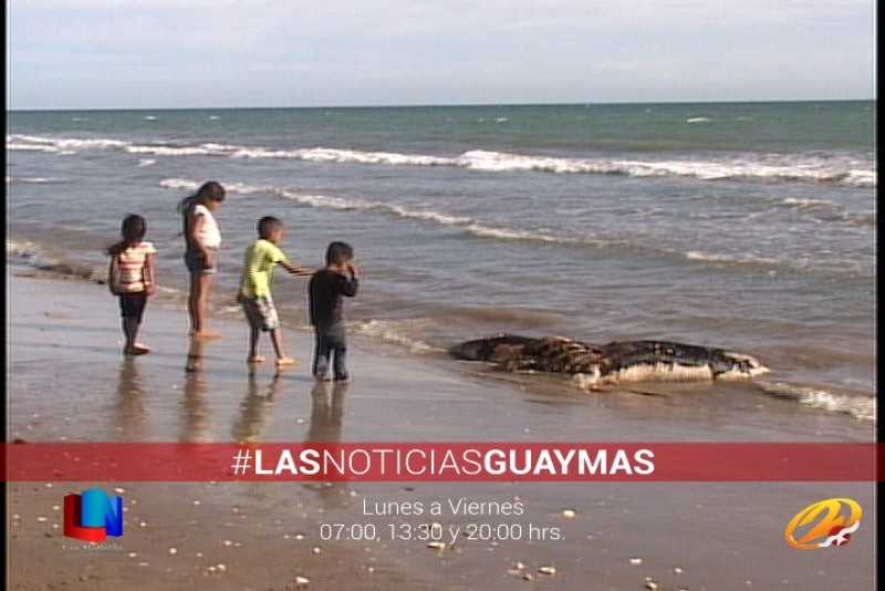 Encuentran lobo marino muerto en El Cochorit
