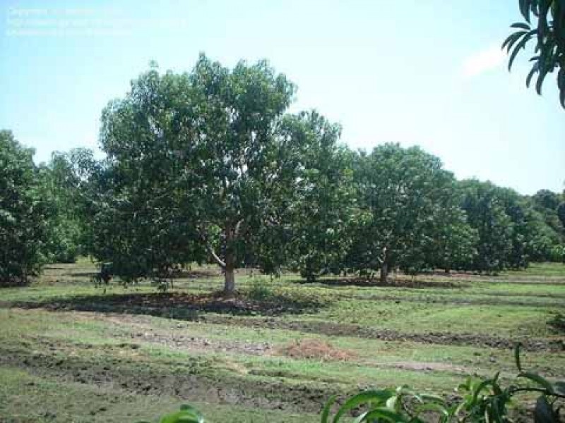 Podría dispararse precio de productos agrícolas por heladas.