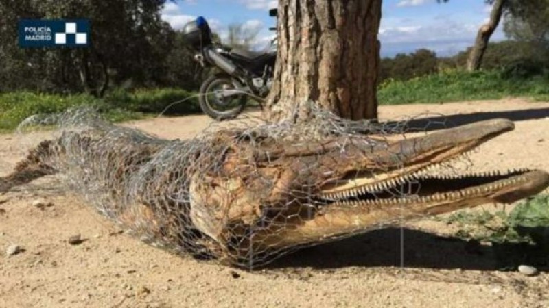 Aparece momia de delfín en parque español