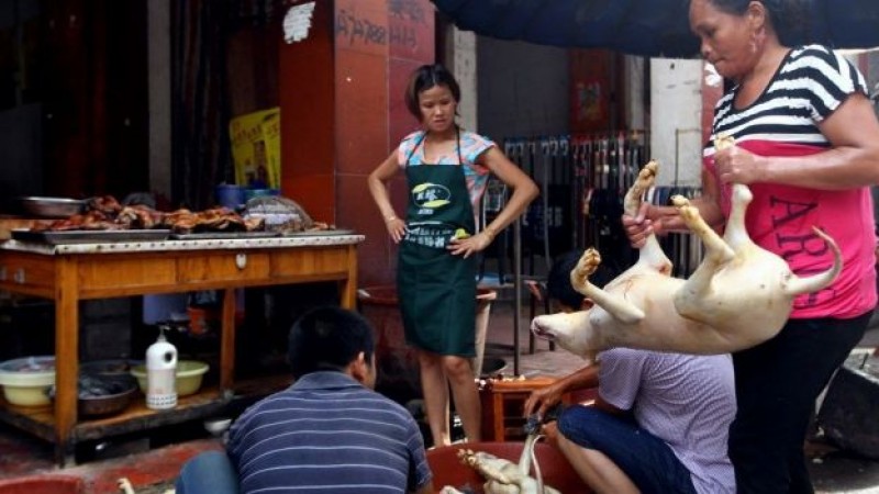 Buscan prohibir próximo festival chino de carne de perro