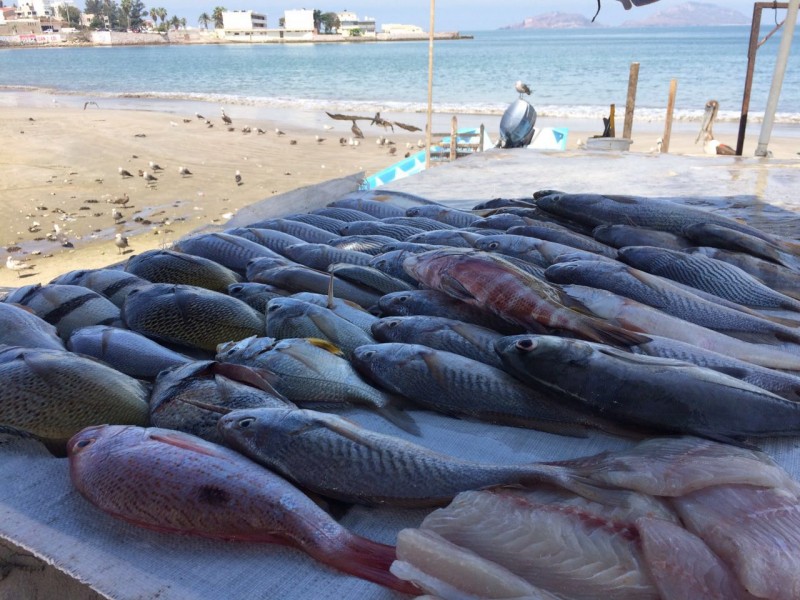 Bajan ventas de pescado en playa norte.