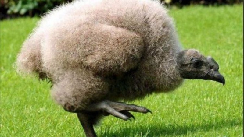 Nacen dos cóndores de California en Zoológico de Chapultepec