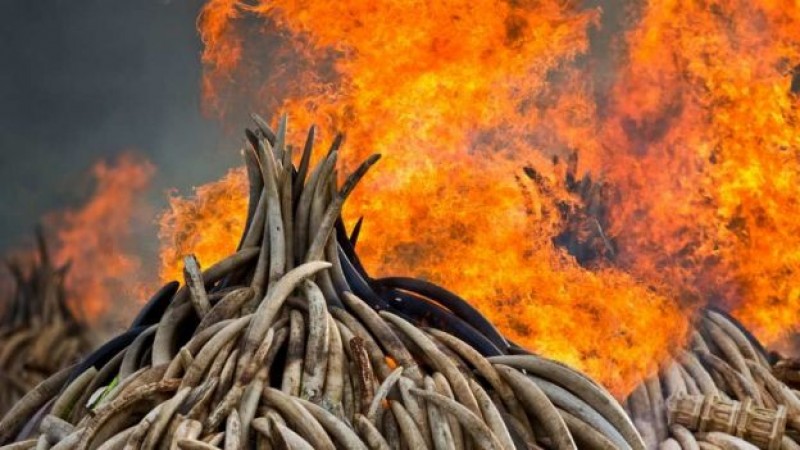 Declaran la guerra a cazadores furtivos en Kenia