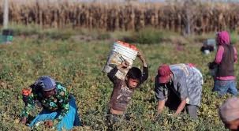 Buscan terminar con el trabajo infantil en Sonora