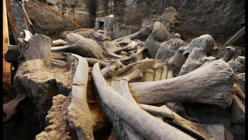 Recuperan restos de mamut de hace 13 mil años