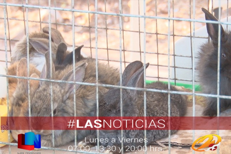 Buscan comercializar carne de conejo