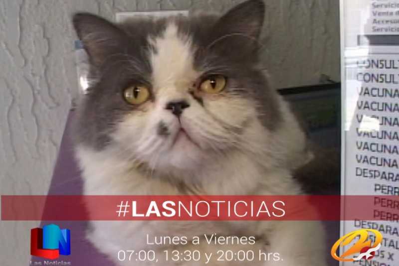 Exhortan a cuidar a las mascotas