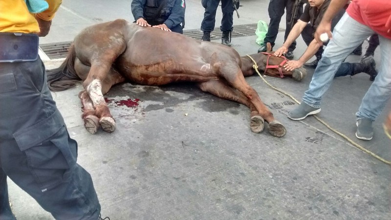 Yegua cae dos veces en alcantarillas del fraccionamiento del Real