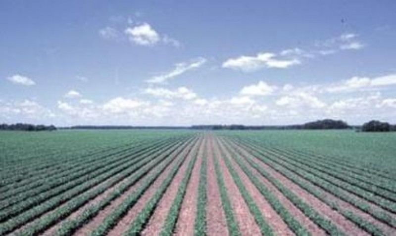 Llaman a productores a contratar seguro agrícola.